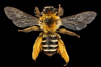 Dasypoda hirtipes, bee.