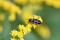 Red-blue checkered beetle on goldenrodRed-blue checkered beetles are typically seen between June and August visiting flowers to feed on pollen and small insects. Photo by Courtney Celley/USFWS.