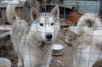 Siberian Husky in cage. 