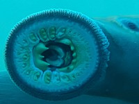 Migrating Pacific lamprey. 