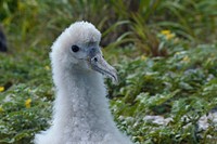 Mōlī (Laysan Albatross), face close up.