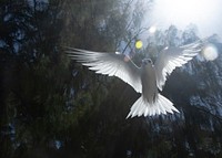 Manuokū (White Fairy Tern), flying bird.