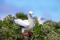 ʻĀ (Red Footed Booby).