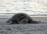 Green Sea Turtle, nesting season.