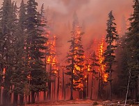 Trees "torching" near Waldo Lake on the Cedar Creek Fire.