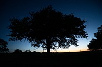 Sunset behind oak trees at the C.G. Merlo Ranch in San Saba, Texas, on June 10, 2022. Traven Day and Stephen Thornhill work into the evening to install a livestock pipeline. The pipeline is cost shared by the U.S. Department of Agriculture USDA Natural Resources Conservation Practice (516) will allow rancher / landowner / military veteran Chuck Merlo and wife Valerie will be able to connect to their water supply line and pipe rather than carry water to water troughs for their cattle in distant pastures. The work begins with locating existing water and other utility lines, then make multiple passes of the trencher to dig down to where the new water pipe will be buried. USDA Media by Lance Cheung.