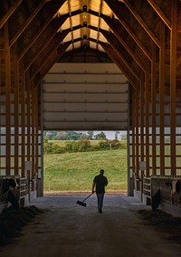 Farmer cleaning cow shed.