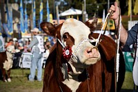 Cow at Expo Prado 2022. Original public domain image from Flickr