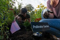 Mrs. Christie Vilsack and USDA Volunteers tend to thePeople's Garden located next to the USDA Whitten Building in Washington D.C., on Sept. 22, 2022. USDA photo by Christophe Paul.