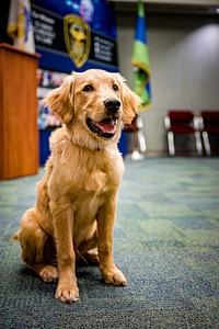 Golden Retriever puppy