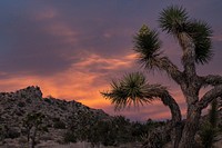 Sunset at Black Rock CanyonJoshua trees and boulder fields at sunset at Black Rock Canyon NPS Photo/ Carmen Aurrecoechea Alt Text: A tall tree-like plant with blade like leaves and dense yellow buds extends into the sky that has turned a muted deep purple with wispy orange clouds.