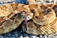 Carrizo Plain NM Rattlesnake.