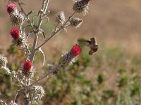 Hummingbird on a Cobweb Thistle, Surprise Valley3rd place winner, 2022 Employee Photo Contest: Plants and Wildlife category. Photo by Jennifer Mueller, BLM.
