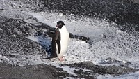 Adélie penguin, Arctic wildlife. Original public domain image from Flickr