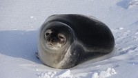 Seal, Arctic wildlife. Original public domain image from Flickr