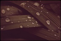 Grasses after spring rain in the farmlands north of Garland. riginal public domain image from Flickr