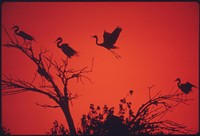 American egrets roosting and nesting on the Colorado River Indian Reservation near Parker. Original public domain image from Flickr