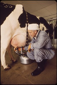 Milking time on experimental farm operated by EPA's National Research Center. Milk is tested for radiation count, May 1972. Photographer: O'Rear, Charles. Original public domain image from Flickr