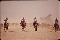 Moving cattle raise dust along the highway, May 1972. Photographer: O'Rear, Charles. Original public domain image from Flickr