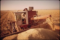 Harvesting barley grown in the Imperial Valley, May 1972. Photographer: O'Rear, Charles. Original public domain image from Flickr