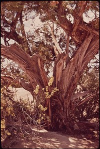 Hovenweep National Monument, 05/1972. Photographer: Norton, Boyd. Original public domain image from Flickr