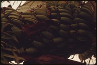 Bananas being grown in a section of the University of Arizona's Environmental Research Laboratory near Tucson. Solar heated greenhouses and controlled conditions result in high intensity agriculture and vastly increased yields, 04/1974. Photographer: Norton, Boyd. Original public domain image from Flickr