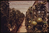 View of tomatoes inside one of the solar greenhouses at the University of Arizona Environmental Research Laboratory at Tucson.