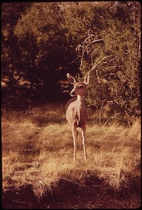 Mule deer. Great Sand Dunes National Monument. Original public domain image from Flickr