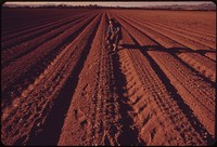 Irrigated by water from the Colorado River, newly planted cotton field near needles will produce fast results in the hot desert climate, May 1972. Photographer: O'Rear, Charles. Original public domain image from Flickr