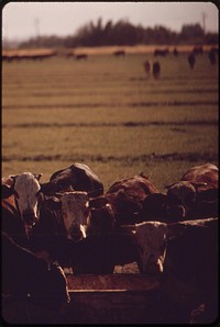 Herded cattle in the Imperial Valley. Original public domain image from Flickr