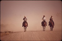 Cowboys ride ahead of cattle they are herding along Imperial County Highway near El Centro, May 1972. Photographer: O'Rear, Charles. Original public domain image from Flickr