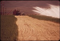 Irrigating an alfalfa field on experimental farm operated by EPA's Las Vegas National Research Center, May 1972. Photographer: O'Rear, Charles. Original public domain image from Flickr