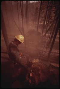 In post-fire salvage operation, a "faller" has just cut down a giant tree which the flames had destroyed. Clouds of soot and ashes stirred up by the crash, are beginning to drift away, September 1973. Photographer: O'Rear, Charles. Original public domain image from Flickr