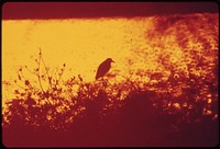 Bird in a Hawaiian bush. Original public domain image from Flickr