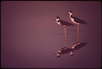 Stilt birds live protected in Kanahe Pond, in a conservation district surrounded by an urban area. Original public domain image from Flickr