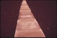 "Devastation Trail" is the name given to this boardwalk through skeletons of trees destroyed by the 1959 volcanic eruption in Hawaii Volcanoes National Park, November 1973. Photographer: O'rear, Charles. Original public domain image from Flickr