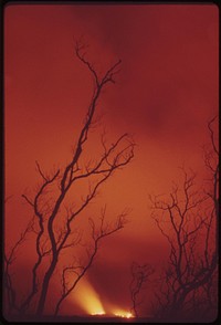 Mauna Loa glows with hot lava during peak of eruption. Trees in foreground were killed by earlier eruptions, November 1973. Photographer: O'Rear, Charles. Original public domain image from Flickr