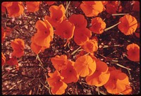 Closeup of flowers planted by the developer around spyglass homes built on a terraced hillside. Original public domain image from Flickr