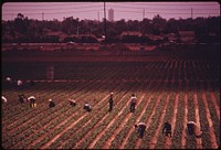 Farm workers in one of the few remaining fields near the ocean in fast growing Orange County, California, south of Los Angeles, May 1975. Photographer: O'Rear, Charles. Original public domain image from Flickr