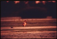 A bird waits for its meal to float by at Buena Vista Lagoon. Original public domain image from Flickr