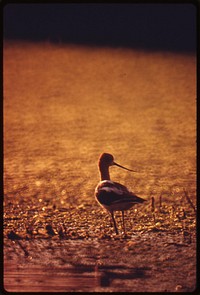 A bird looks for its meal at Buena Vista Lagoon. Original public domain image from Flickr