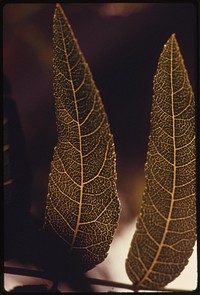 Leaves of plantlife in the Malibu Canyon area of the Santa Monica Mountains near Malibu, California, which is located on the northwestern edge of Los Angeles County, May 1975. Photographer: O'Rear, Charles. Original public domain image from Flickr