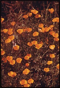 Plantlife in the Malibu Canyon area of the Santa Monica Mountains near Malibu, California, which is located on the northwestern edge of Los Angeles County. Original public domain image from Flickr