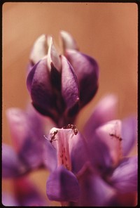 Closeup of plantlife in the Malibu Canyon area of the Santa Monica Mountains near Malibu, California, which is located on the northwestern edge of Los Angeles County. Original public domain image from Flickr