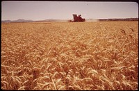 Grain harvester in the Palo Verde Valley. The field lies 200 yards from the Colorado River, May 1972. Photographer: O'Rear, Charles. Original public domain image from Flickr