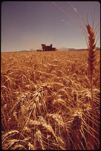 Palo Verde Valley wheatfield borders on the Colorado River, May 1973. Photographer: O'Rear, Charles. Original public domain image from Flickr