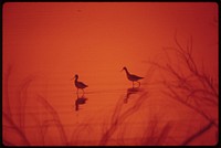 Marshland birds at the Lake Havasu National Wildlife Refuge. Original public domain image from Flickr