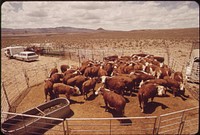 Annual spring roundup of cattle raised on experimental farm operated by EPA's Las Vegas National Research Center. Original public domain image from Flickr