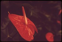 At Hawaiian Greenhouse, Inc, near Pahoa, anthuriums grow under a sun screen. This area is entirely agricultural. Original public domain image from Flickr