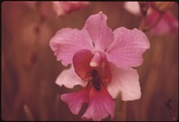 The Hilo area of Hawaii is known as the orchid capital of the world. Original public domain image from Flickr